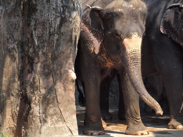 éléphant au zoo