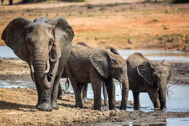 Un éléphant boit de l'eau dans un lac.