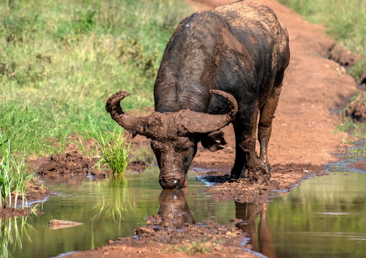 Photo un éléphant boit de l'eau dans un lac.
