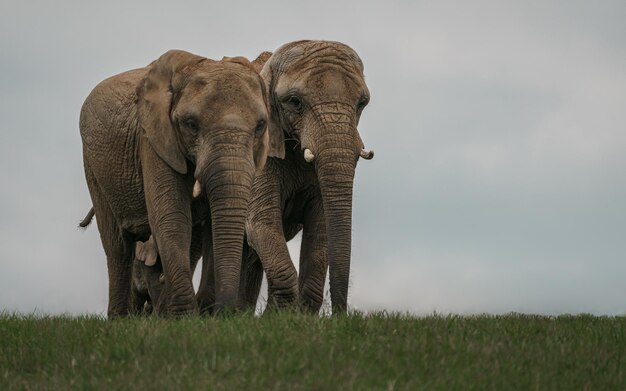 éléphant de brousse africain