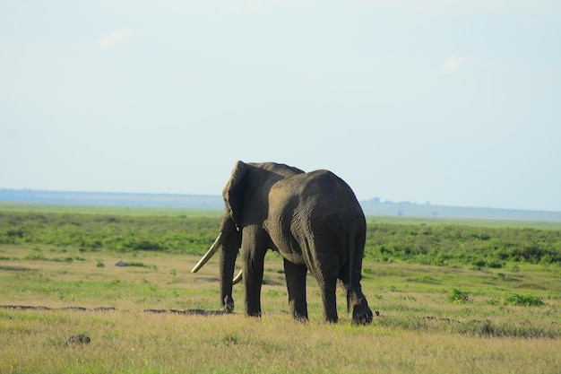 Un éléphant sur le champ contre le ciel