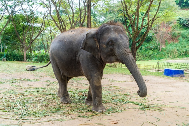 éléphant à Chiang Mai, Thaïlande