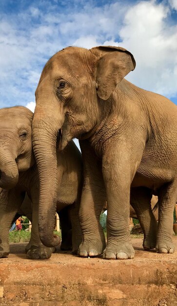 Un éléphant contre le ciel