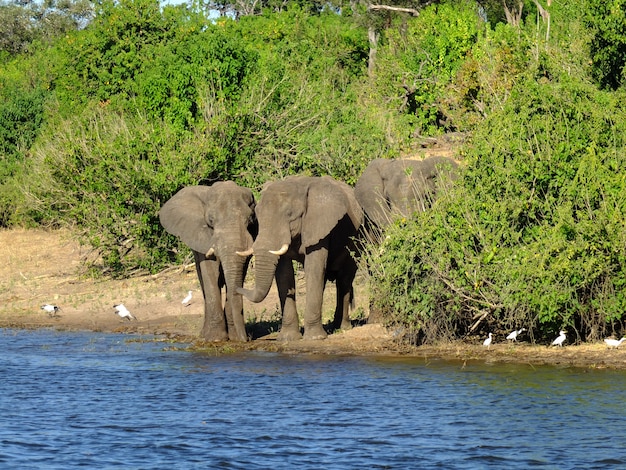 L'éléphant sur la côte du fleuve Zambèze, Botswana, Africa