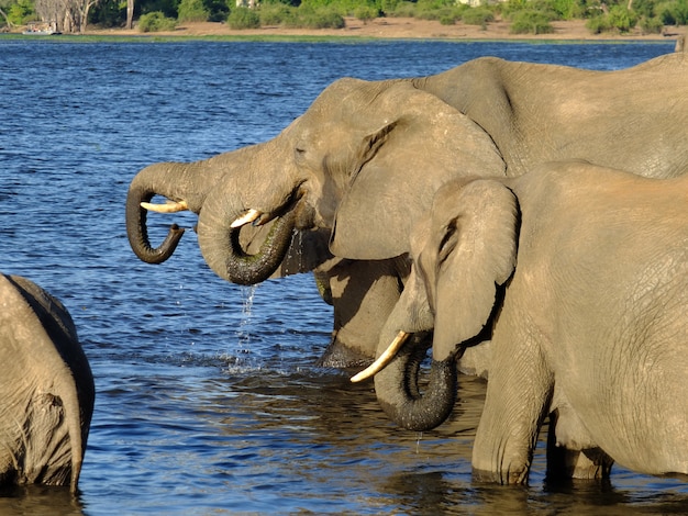 L'éléphant sur la côte du fleuve Zambèze, Botswana, Africa