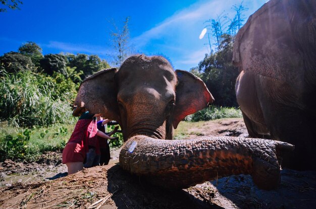 Un éléphant dans un champ