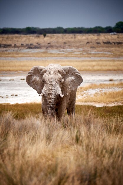 Un éléphant dans un champ