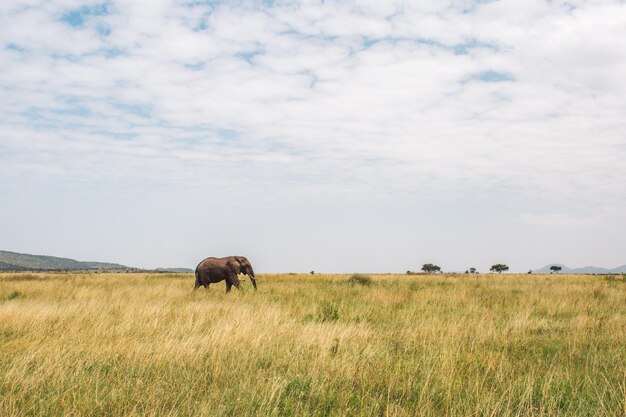 Photo un éléphant dans un champ