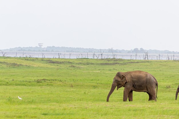 Photo un éléphant dans un champ.