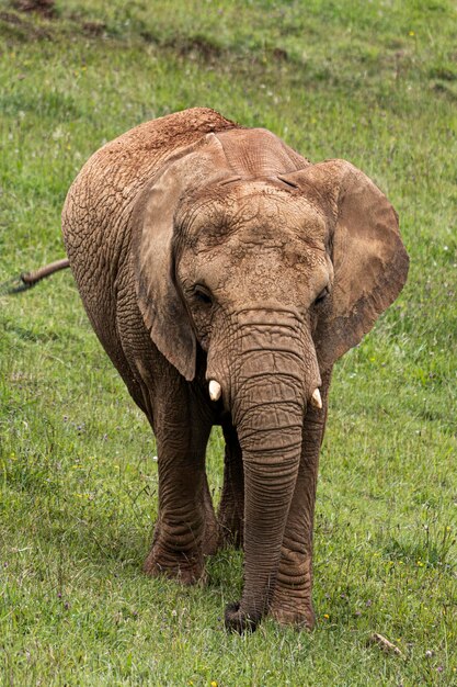 Photo un éléphant dans une ferme