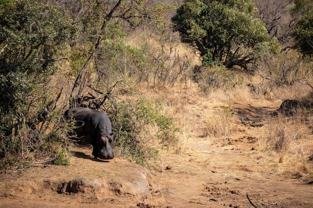 Photo un éléphant dans la forêt