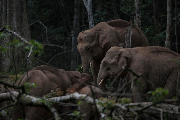 Photo un éléphant dans la forêt