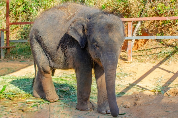 Photo un éléphant dans la jungle d'une île de phuket