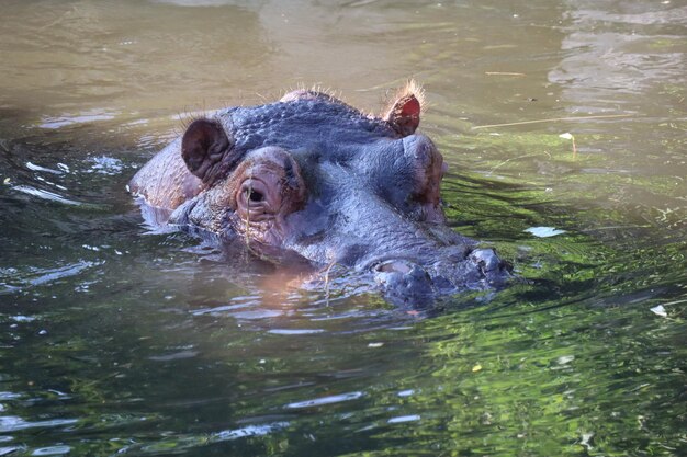 Un éléphant dans un lac