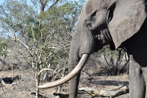 éléphant dans la nature de l'afrique