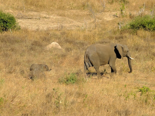 L'éléphant dans le parc national de Chobe Afrique Botswana