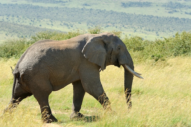 Photo Éléphant dans la réserve nationale d'afrique, kenya