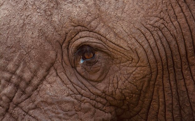 Photo un éléphant dans sa vieillesse