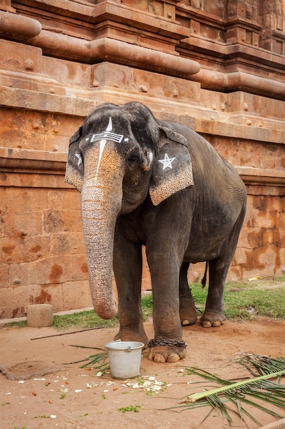 Photo Éléphant dans un temple hindou