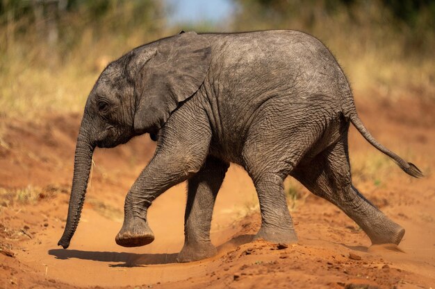 Photo un éléphant dans un zoo