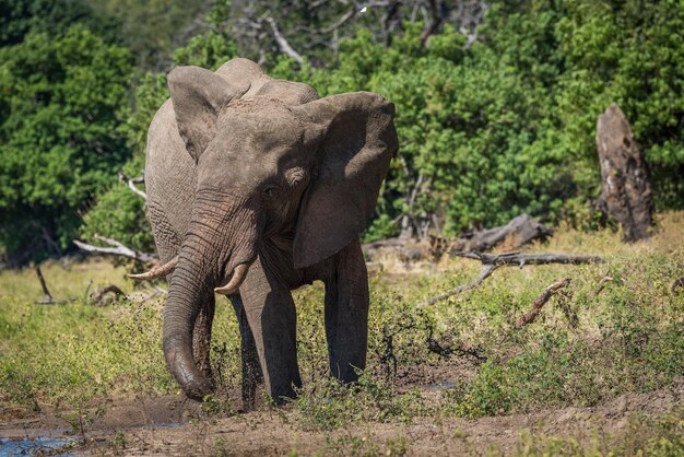 Un éléphant debout sur le champ pendant une journée ensoleillée.