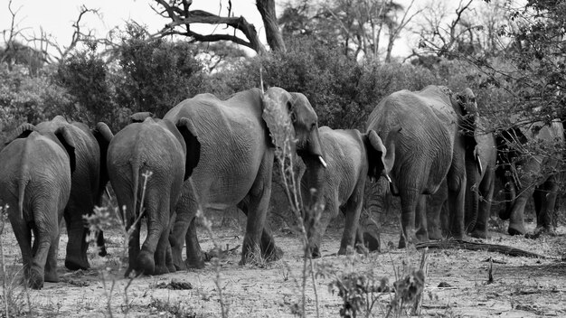 Photo un éléphant debout dans un champ