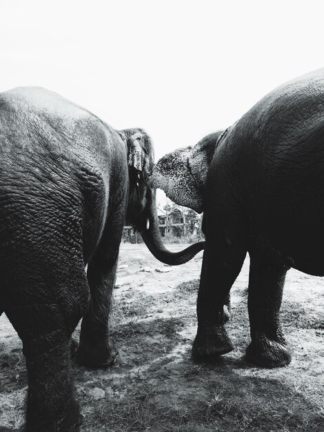 Photo un éléphant debout sur un mur de pierre