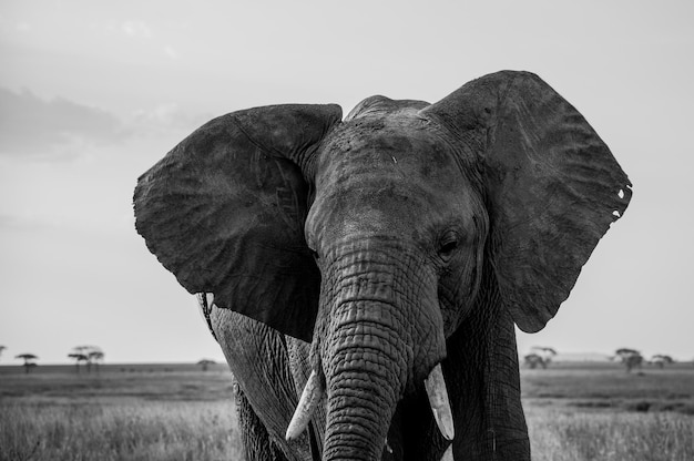 Un éléphant debout sur le paysage contre le ciel
