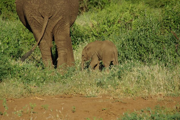 Photo un éléphant debout près de l'herbe