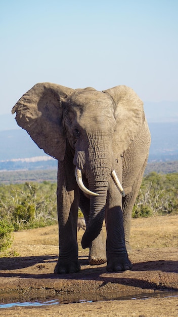 Photo l'éléphant debout sur la terre en pleine longueur