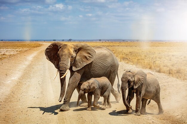 Photo elephant family crossing road en afrique