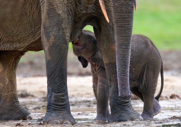 Éléphant Femelle Avec Un Bébé. République Centrafricaine. République Du Congo. Réserve Spéciale De Dzanga-sangha.