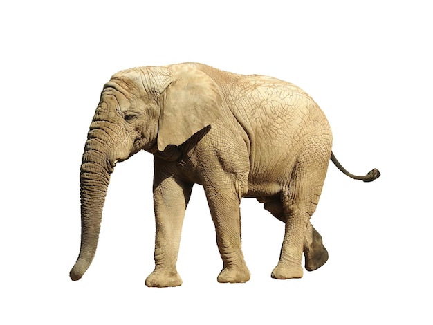 Un éléphant sur un fond blanc