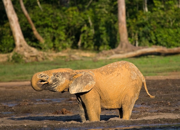 L'éléphant de forêt boit de l'eau d'une source d'eau