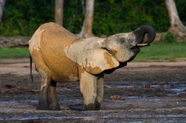 L'éléphant de forêt boit de l'eau d'une source d'eau