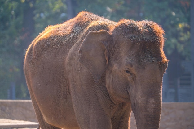 éléphant gros plans animaux sauvages