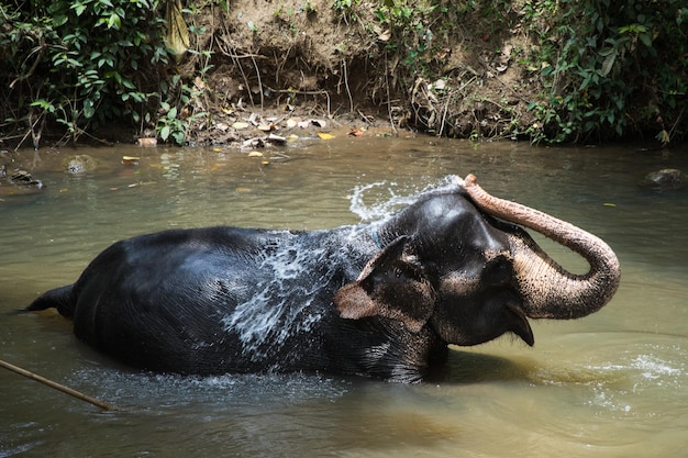 Éléphant d'Idnian versant de l'eau sur lui-même dans le lac