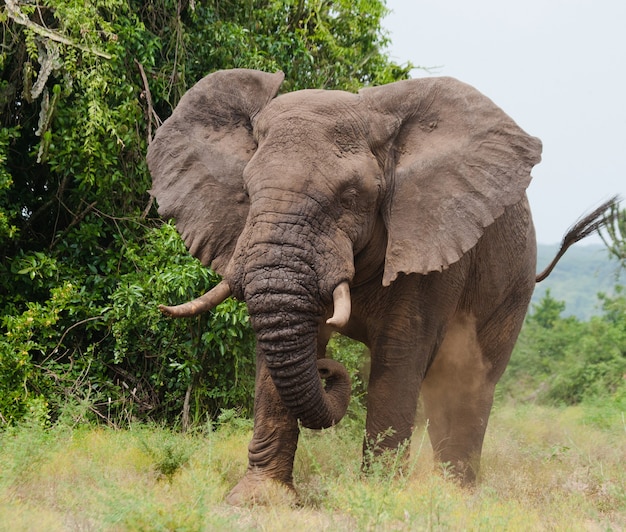 L'éléphant jette la poussière.