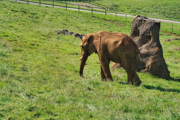 éléphant en liberté à cabarcenos cantabria