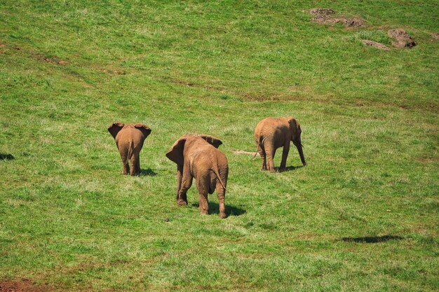 éléphant en liberté en liberté