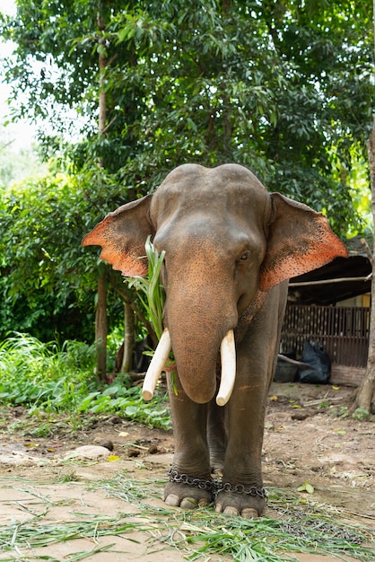 Éléphant mange de l&#39;herbe au zoo