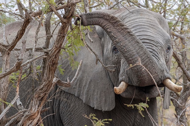 Éléphant en mangeant des fruits de marula dans le parc kruger en afrique du sud