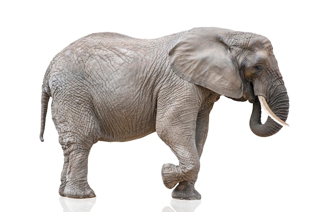 Éléphant marchant isolé sur blanc Éléphant d'Afrique isolé sur un fond blanc uniforme Photo d'un gros plan d'éléphant vue latérale