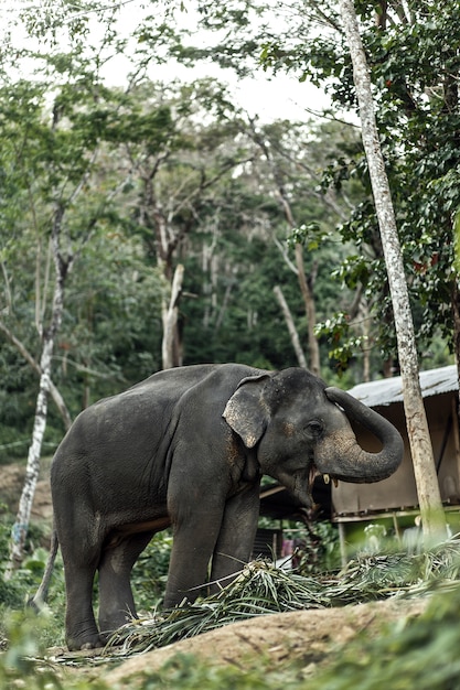 Un éléphant marche dans la jungle.