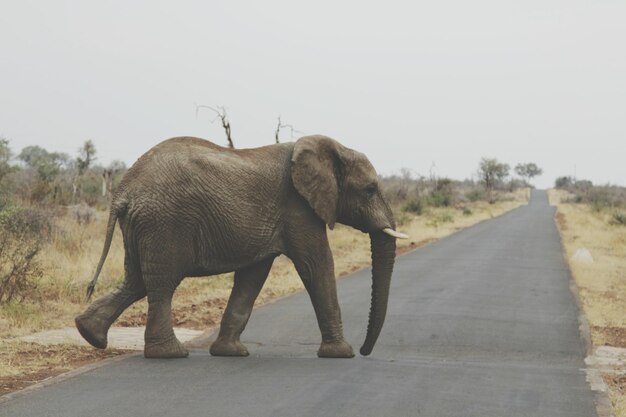 Un éléphant marche sur la route contre le ciel.