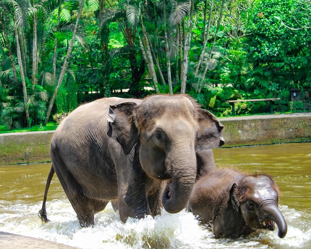 Éléphant de mère et éléphant de fils dans le parc de safari sur l'Indonésie de bali