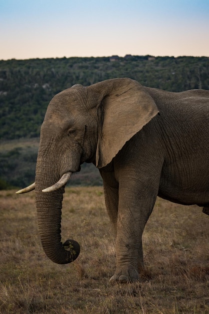 Un éléphant sur le paysage contre le ciel