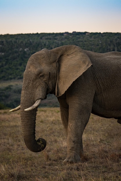 Photo un éléphant sur le paysage contre le ciel