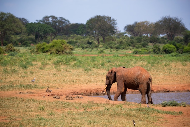 Un éléphant sur le point d'eau dans la savane du Kenya