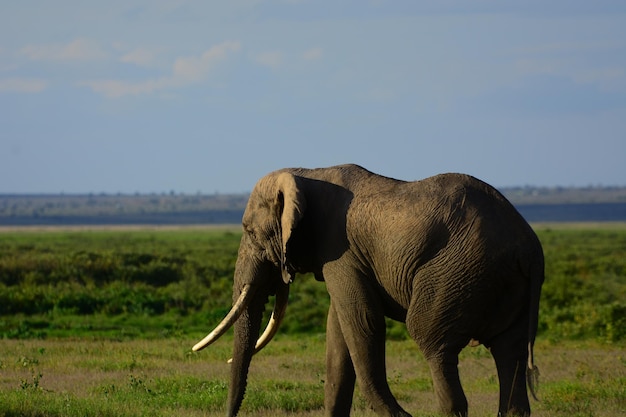 Un éléphant qui marche sur un champ herbeux
